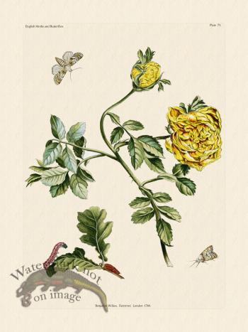 Wilkes Butterflies 073